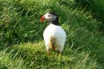 PICTURES/PUFFINS - Helmaey Island/t_Puffins (11).JPG